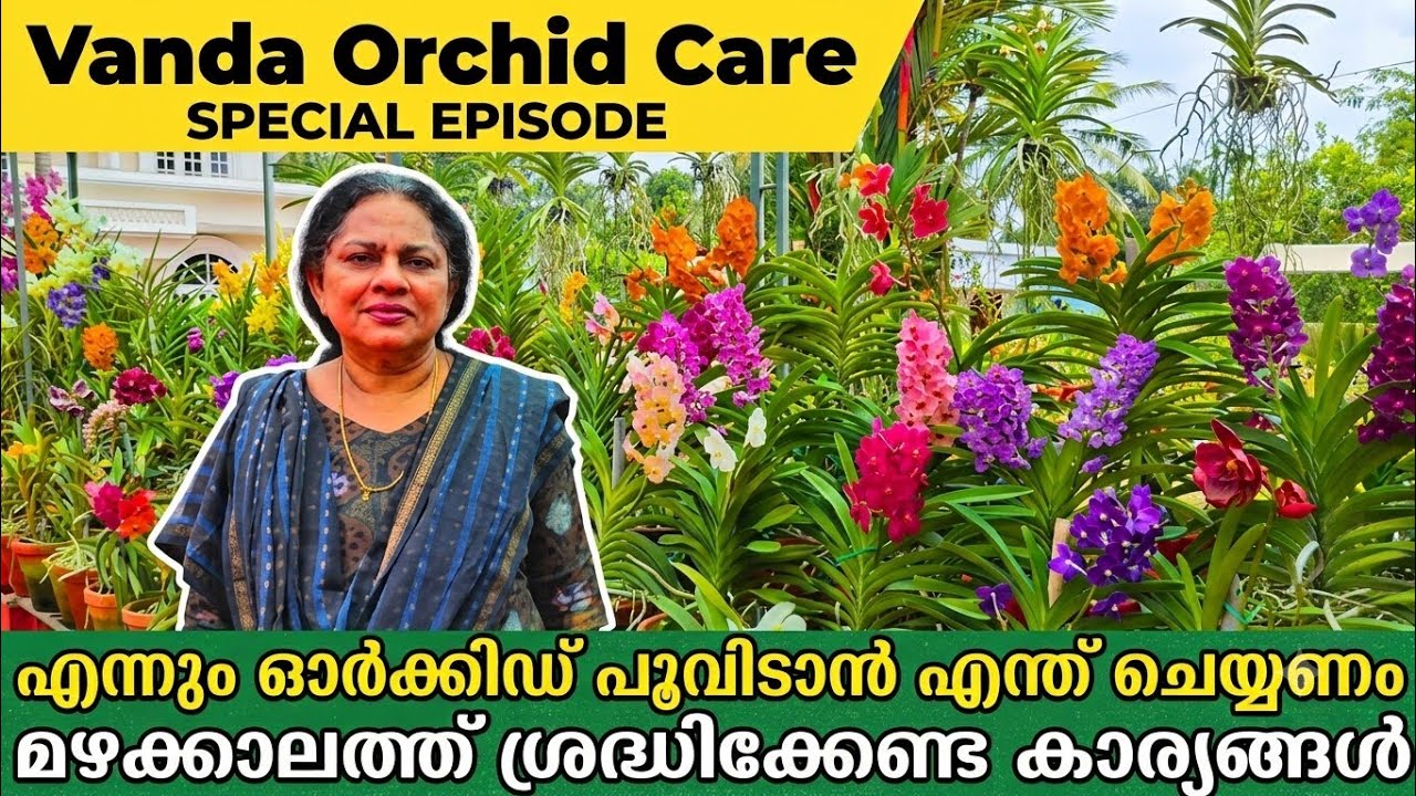Vanda Orchid Care Special Episode | വാൻഡ ഓർക്കിഡ് പരിചരണം