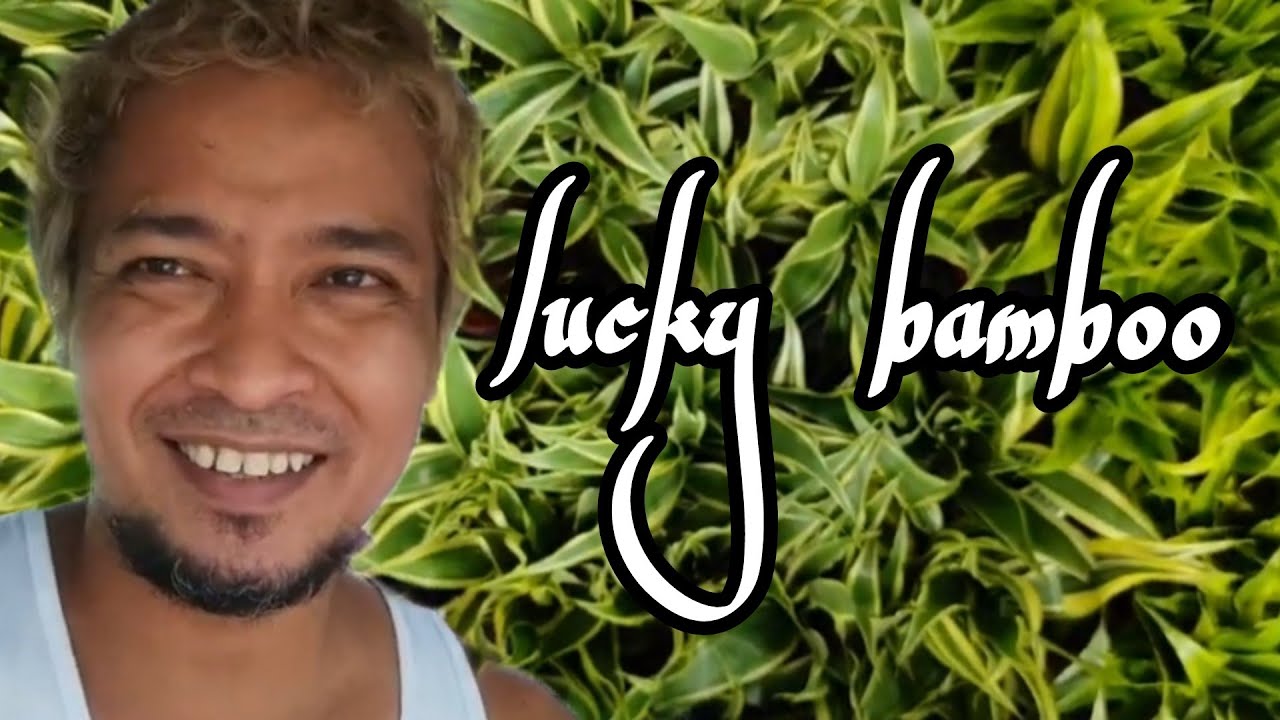 PAANO PARAMIHIN ANG LUCKY BAMBOO #luckybamboo #luckyplant