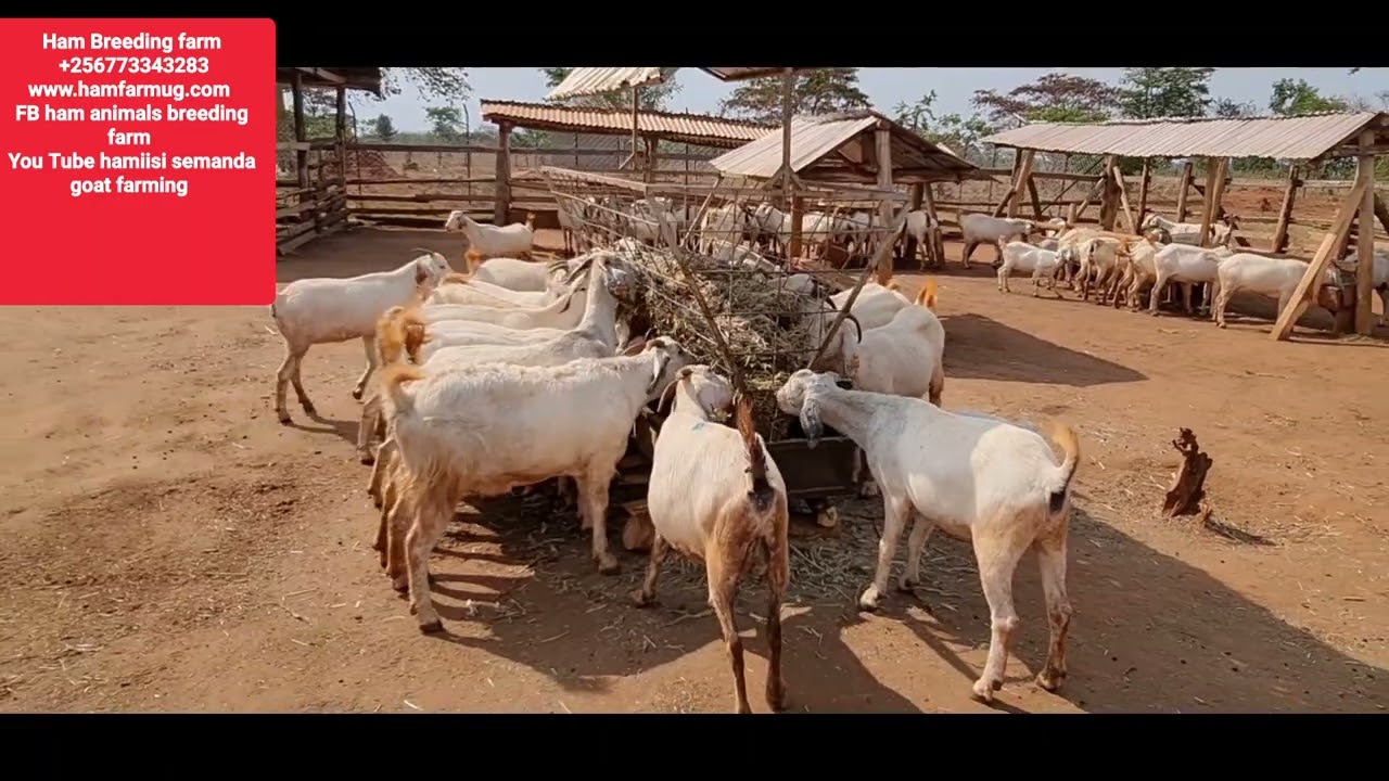 How goats feed on sugar graze by hamiisi semanda