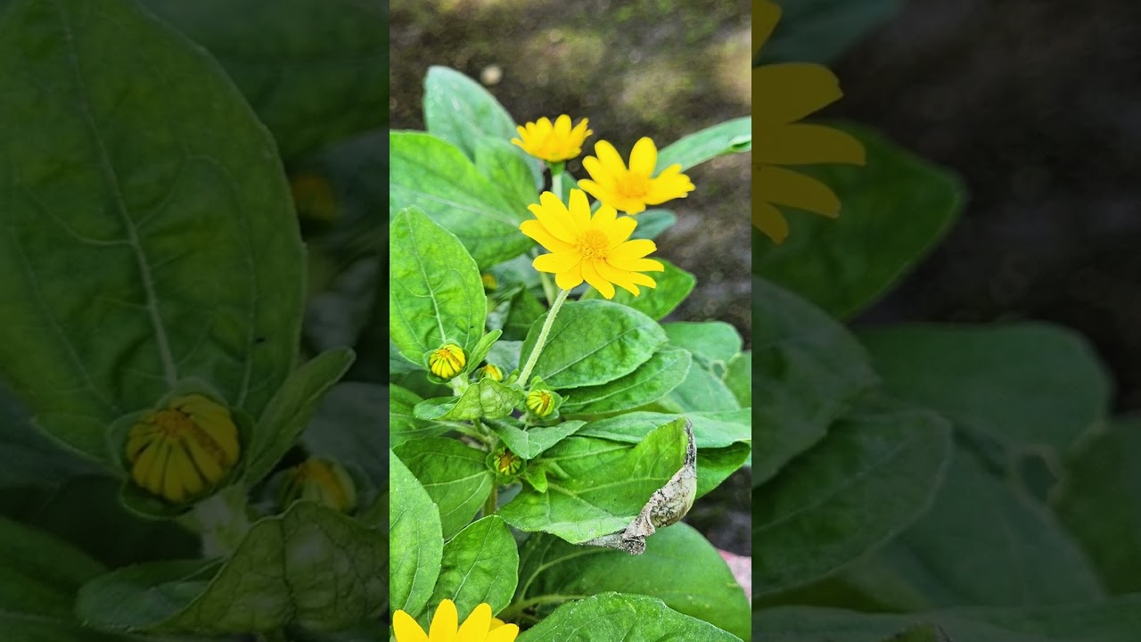 NHẠC ROCk #nhacrock 