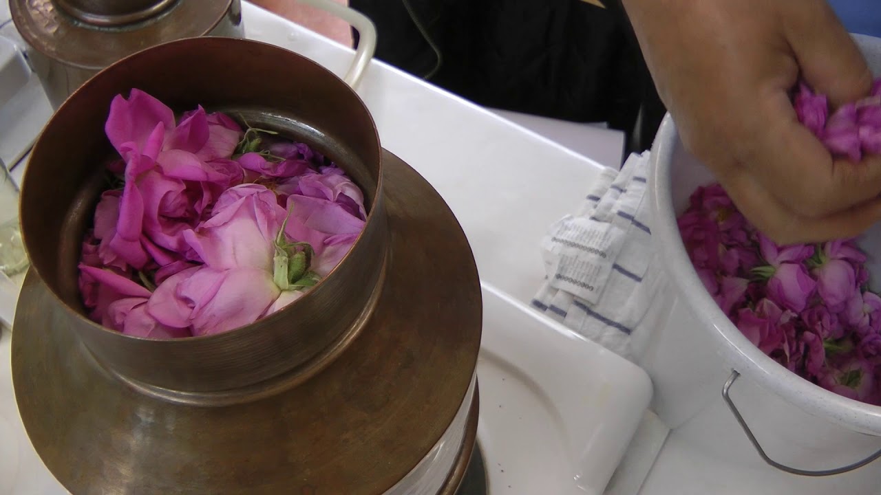 Rose Essential Oil and Rose Hydrosol - How to Make Essential Oils at Home