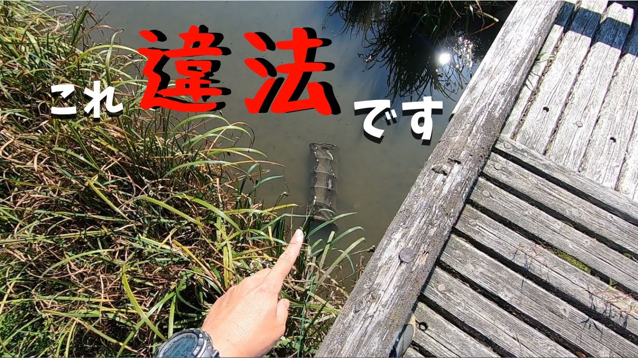 魚捕りしてたら違法罠見つけたので通報しました…【琵琶湖ガサガサ探検記55】