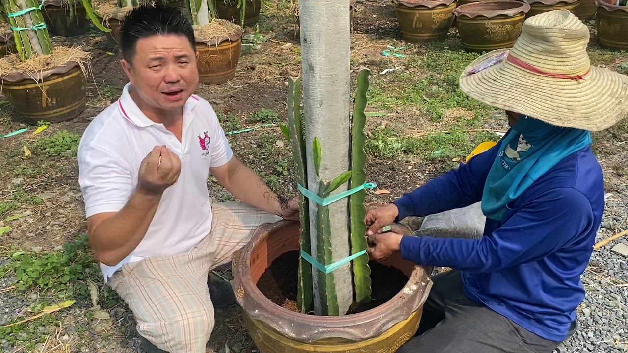 การปลูกแก้วมังกรในกระถาง เริ่มต้นกันเลยง่ายๆ kennydragonfruit