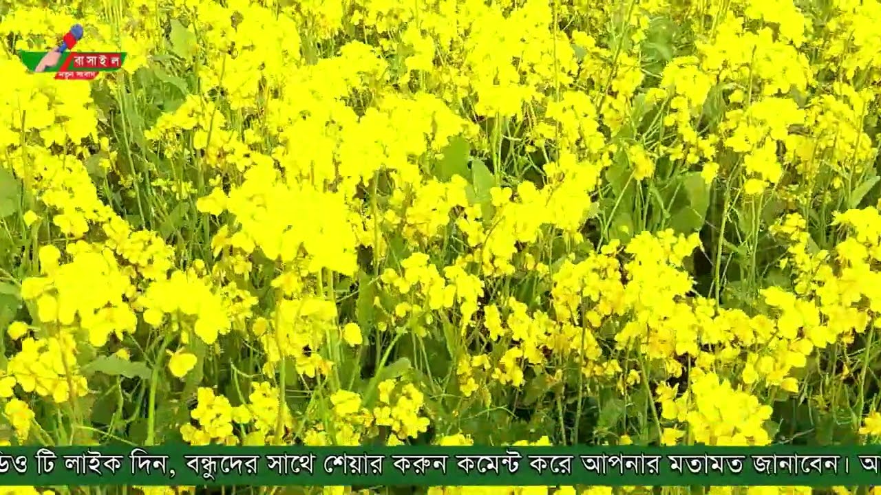 কৃষকের মুখে ও মাঠে সোনালীর হাসি, সরিষার হলুদ ফুলে ছেয়ে আছে কৃষকের আবাদি জমি আহ কি অপরূপ সুন্দর্য।