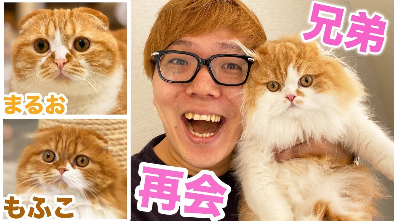 【感動】まるおともふこがもう一匹の兄弟と再会！もふこに超ソックリでビックリ!?【家族再会】