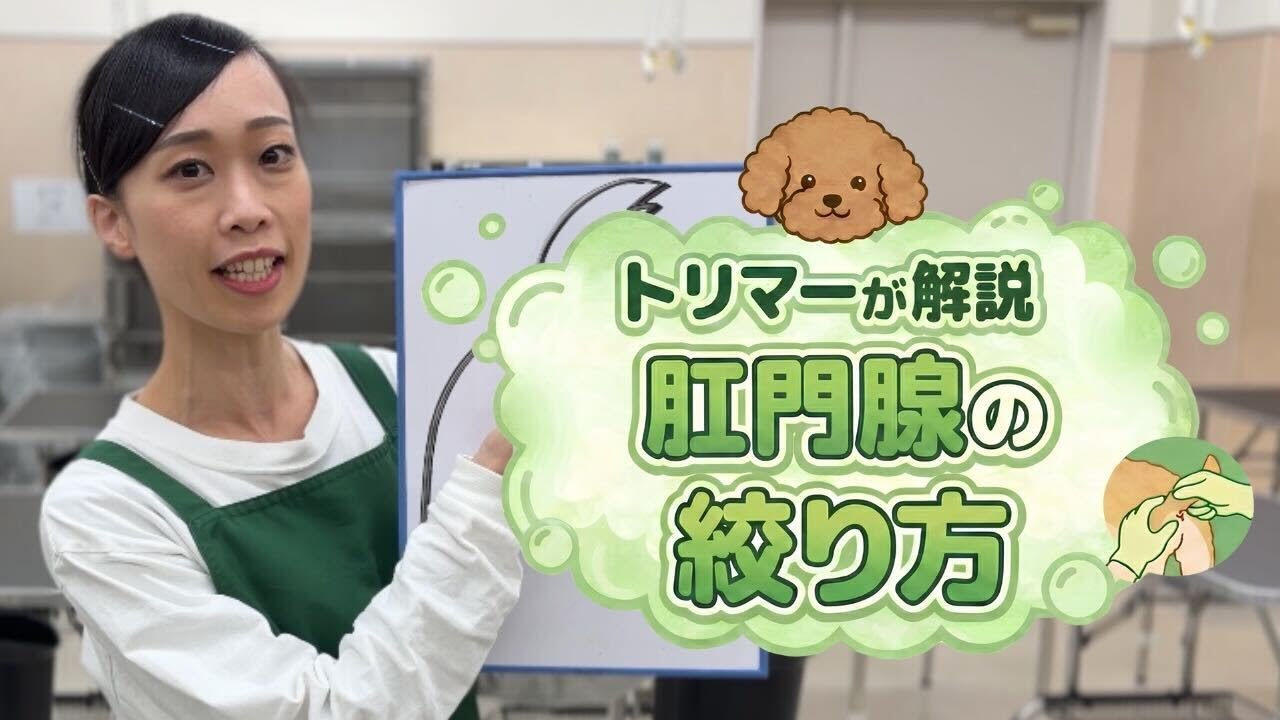【犬の肛門腺絞り】自宅でできる肛門絞りのやり方を現役トリマーが解説！（こうもんせん）