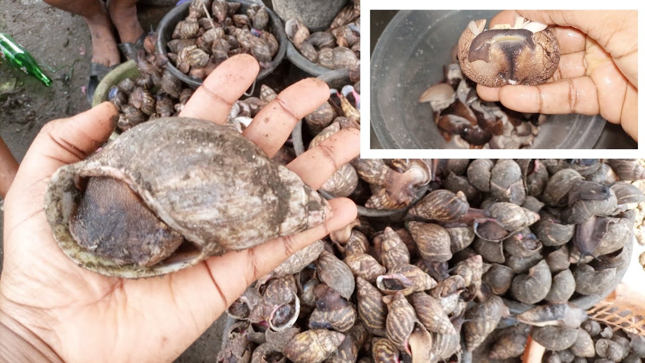 PROCESSING SNAILS FOR EXPORT // HOW TO WASH SNAIL without AN ALUM TO GET A SUCCULENT SOFT SNAIL