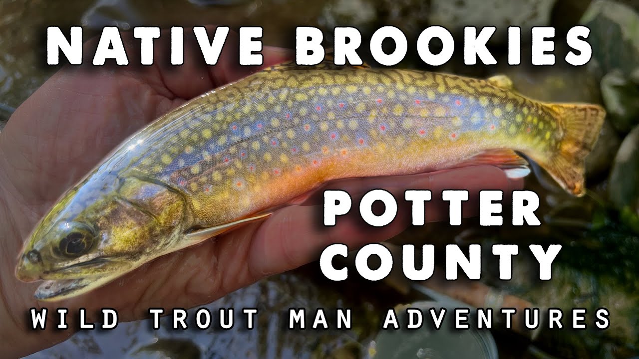 Potter County Native Brook Trout