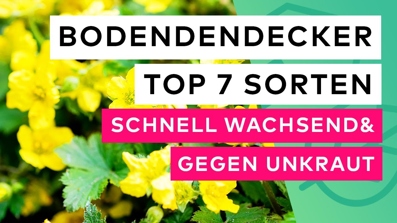 Die Top 7 Bodendecker: 🌸🌼 Schnellwachsend und effektiv gegen Unkraut!