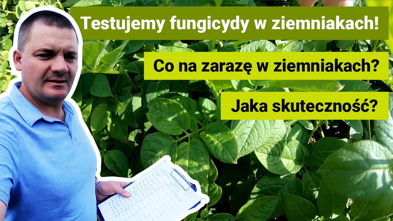 TEST FUNGICYDÓW - ZIEMNIAKI 2021 | jakie substancje łączyć dla najlepszej skuteczności? CARIAL FLEX