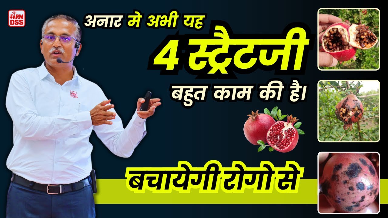 Rainy Season Pomegranate Management Strategy | बेमौसम बरसात में अनार बचाने की स्ट्रेटेजी | Disease