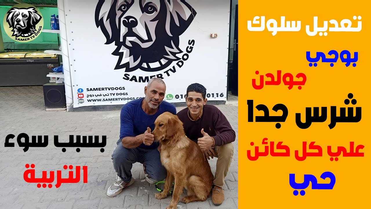 تعديل سلوك كلب هجومي جدا علي الانسان والحيوان مع سامر تي في دوج