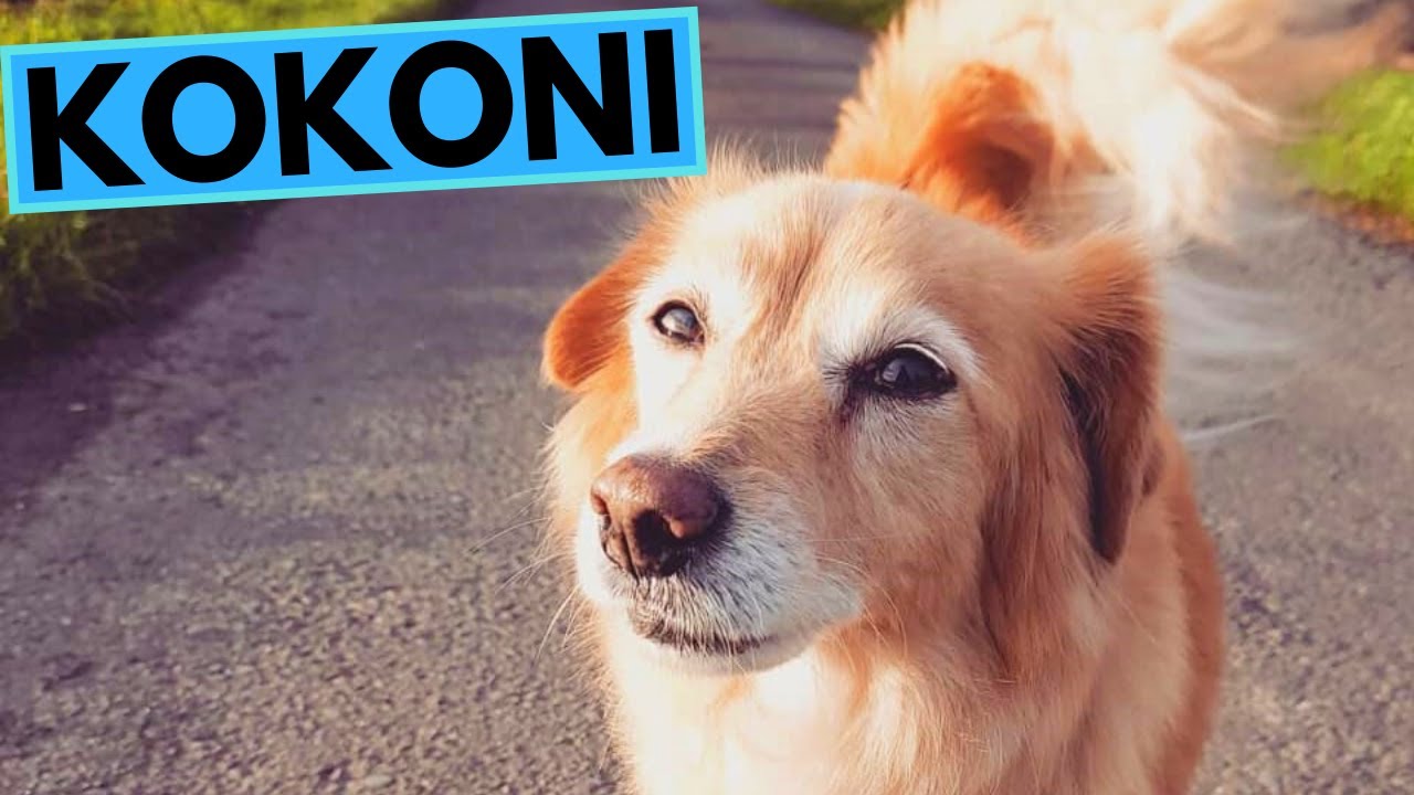 Kokoni Dog Breed - Facts and Information