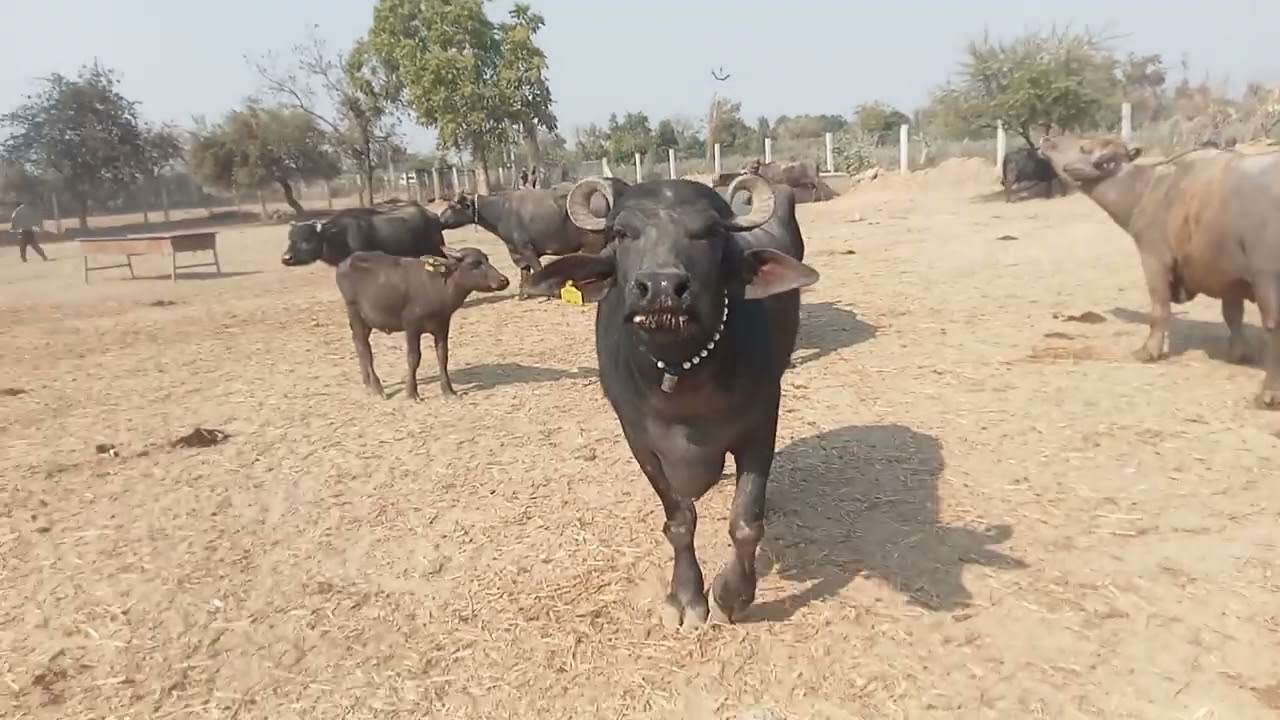 7 ફેબ્રુઆરી, 2026