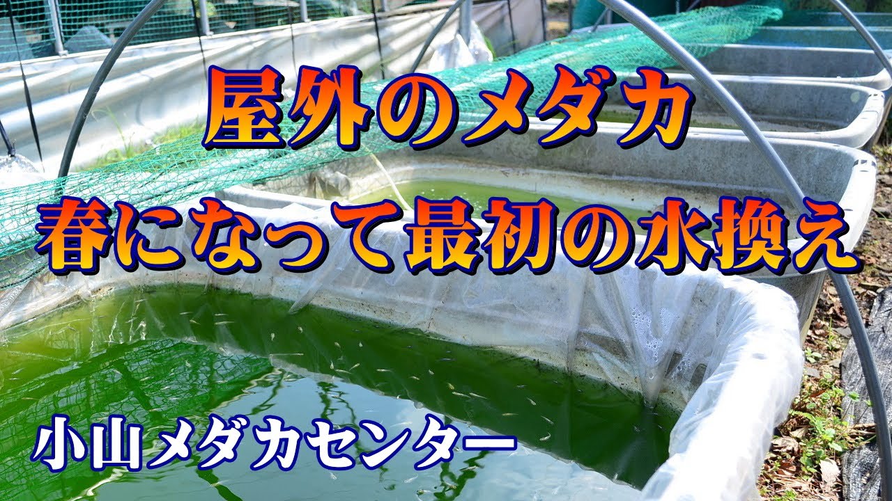【メダカ飼育】屋外のメダカ～春になって最初の水換え