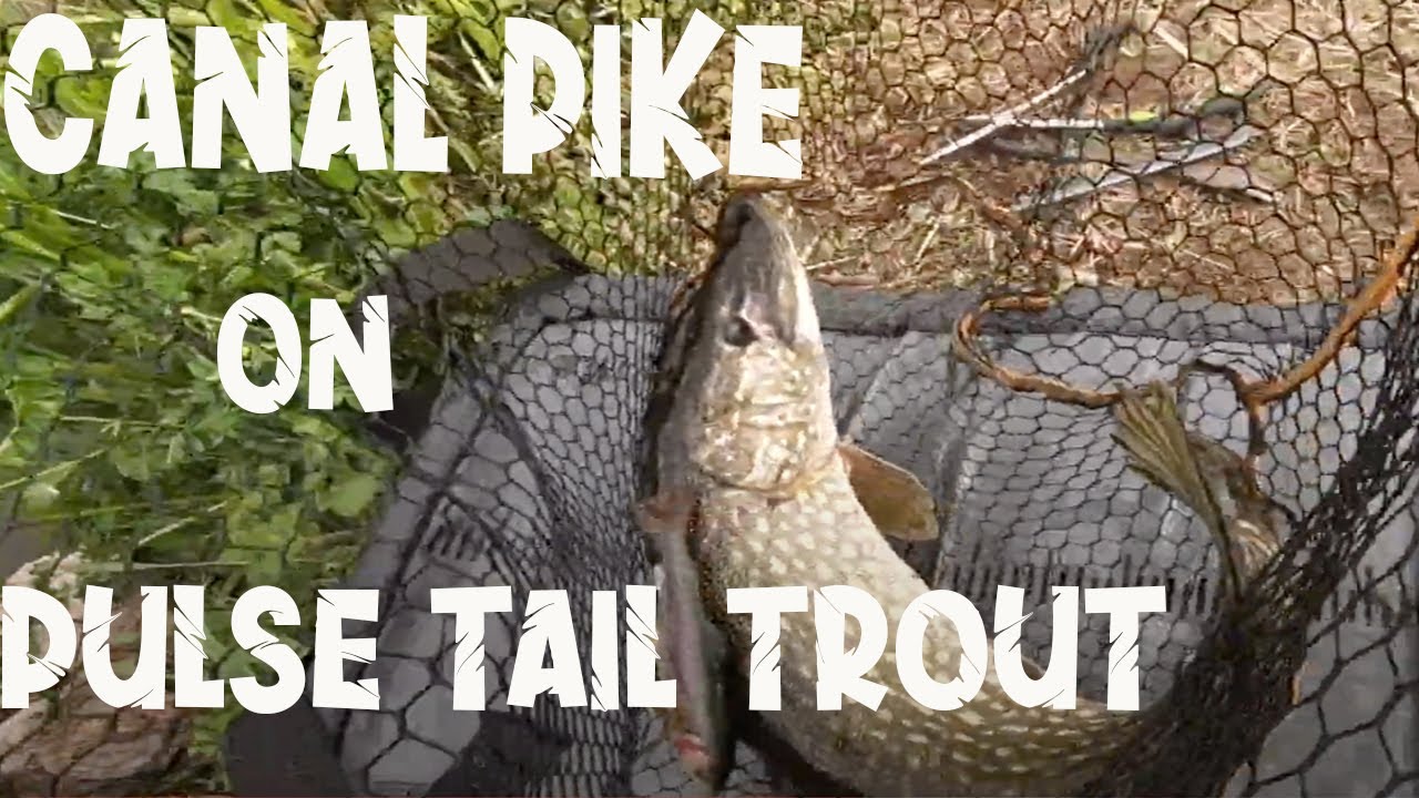 Lure Fishing for Canal Pike - Savage Gear SG2 Power Game - Savage Gear Pulse Tail Trout