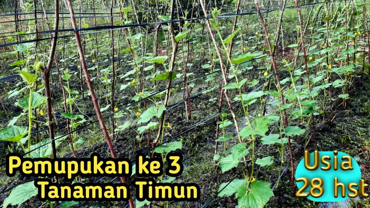 Pupuk Timun di Usia Tanaman 28 hst | Fase Generatif