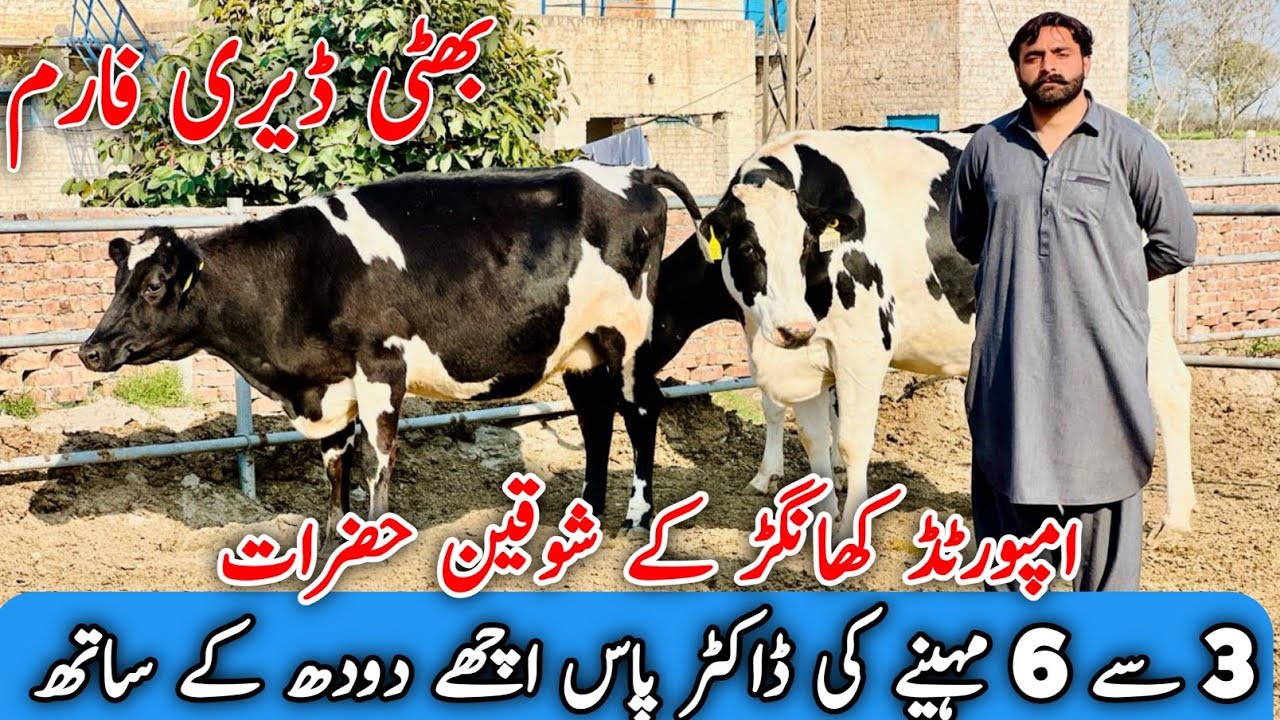 Bhatti Dairy Farm | imported cows And Jersey cows | Best sale point in punjab | Jani Best