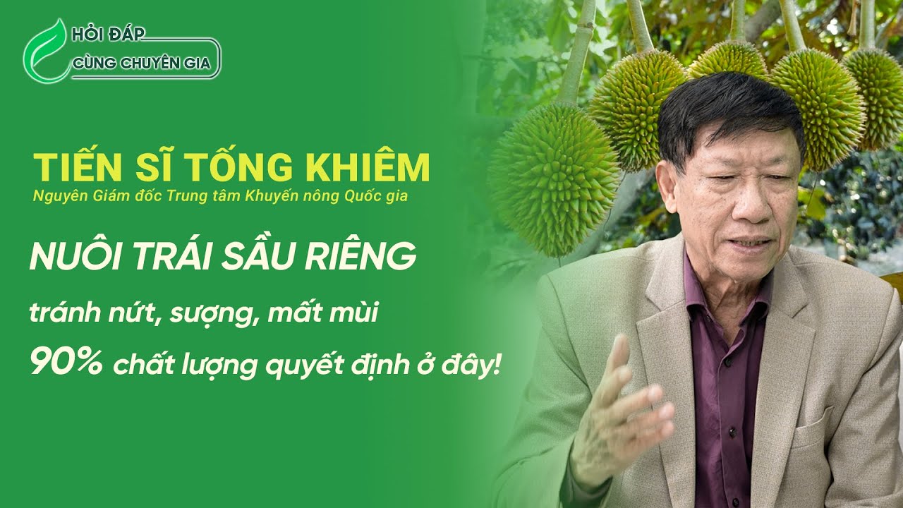 Nuôi trái sầu riêng đúng kỹ thuật: Chuyên gia chỉ cách giảm rụng, tăng độ béo cho trái thương phẩm
