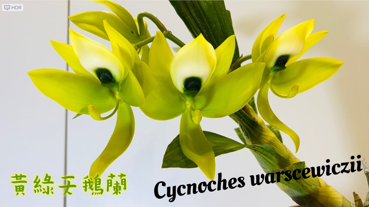 蘭花（ 142 ） （粵語）黃綠天鵝蘭 ￼Cycnoches warscewiczii 欣賞及養植分享