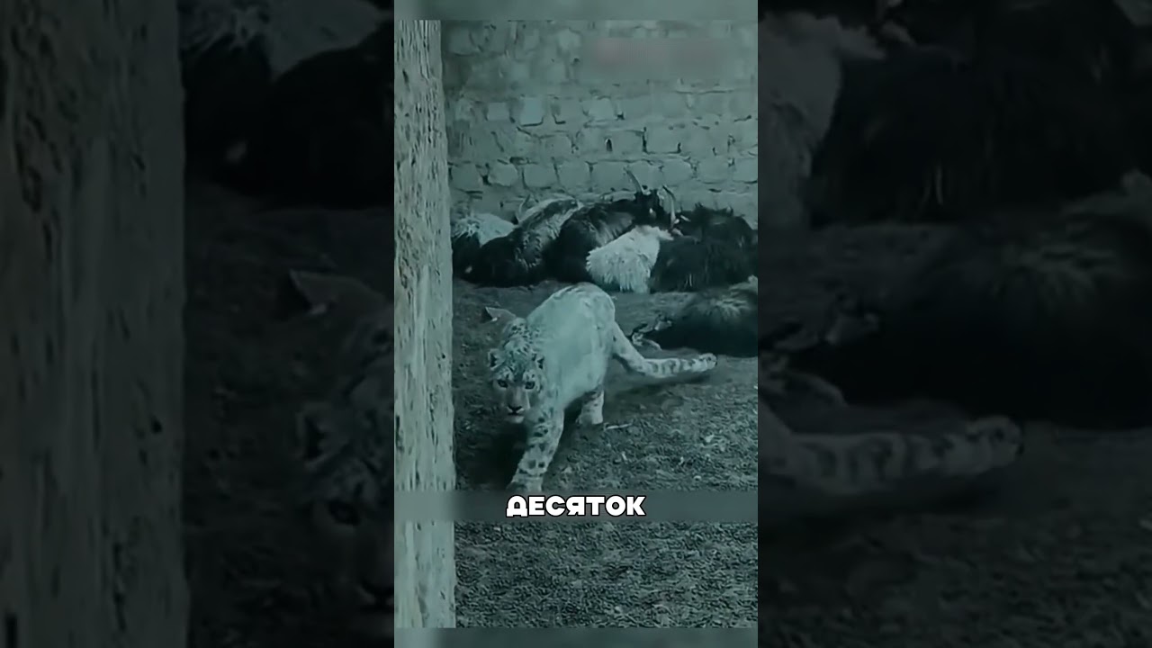 Снежный леопард УНИЧТОЖАЛ огромных быков 😱🌊🐂