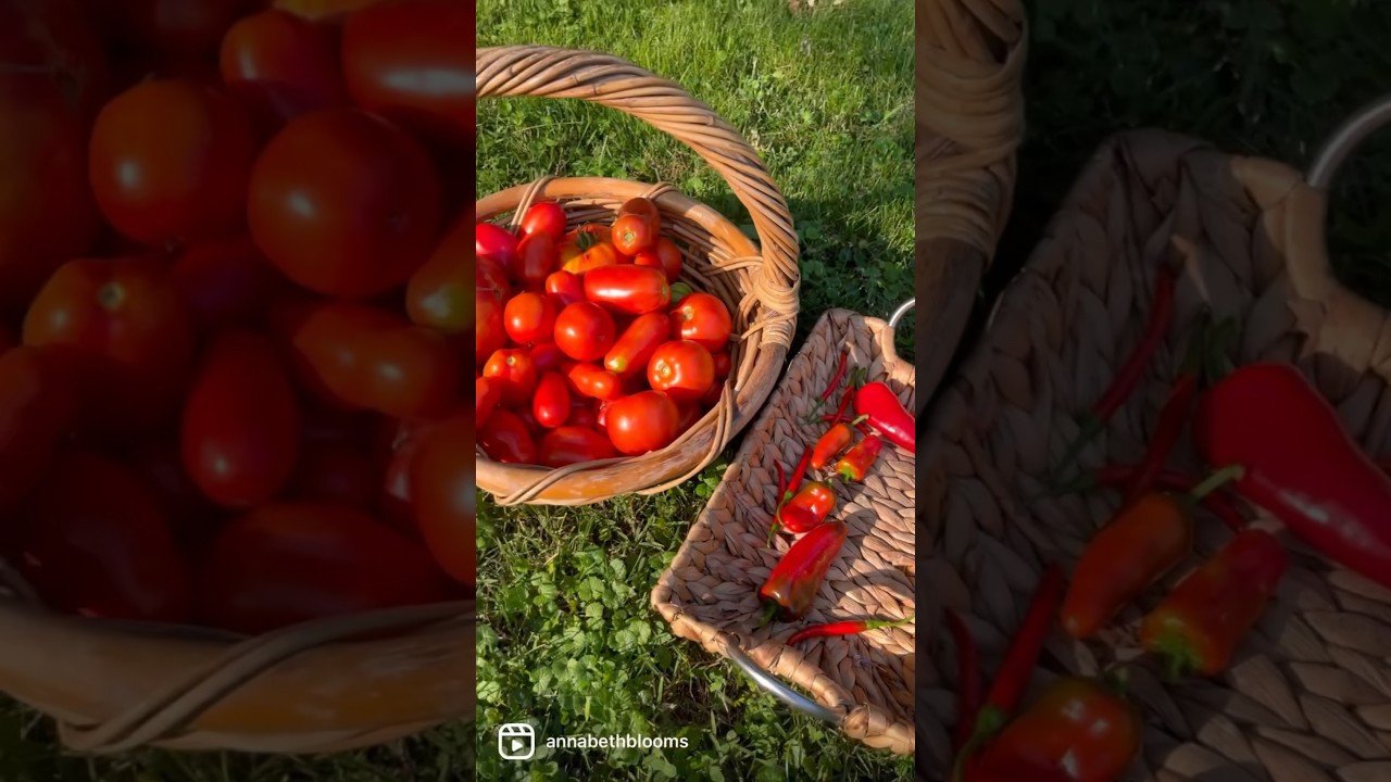 A July Harvest Video 🌱🍅 #gardening #gardeningvideos #harvest