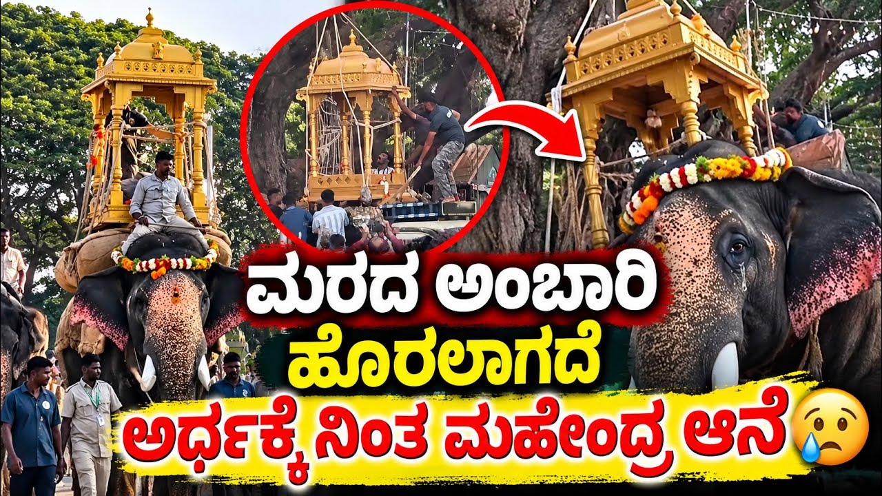 ಮರದ ಅಂಬಾರಿ ಹೊರಲಾಗದೆ ಅರ್ಧಕ್ಕೆ ನಿಂತ ಮಹೇಂದ್ರ ಆನೆ 😢Mahendra elephant today sad moment 