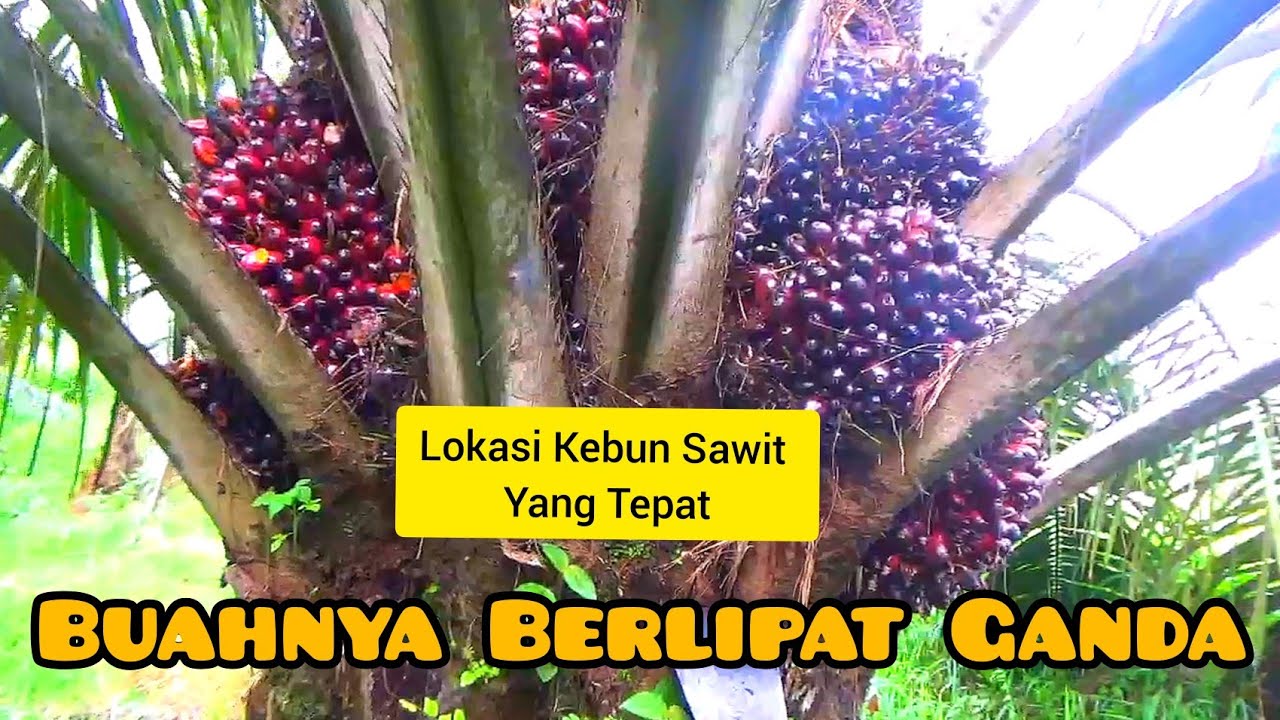 Kebun Sawit Tepi Sungai Hasilnya Lebih Melimpah