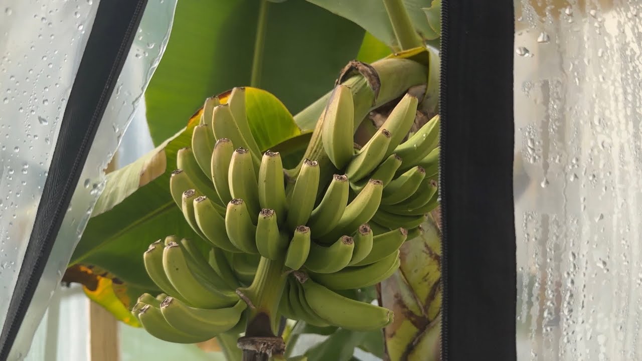 How I Saved My Banana Plants From Winter Freeze!