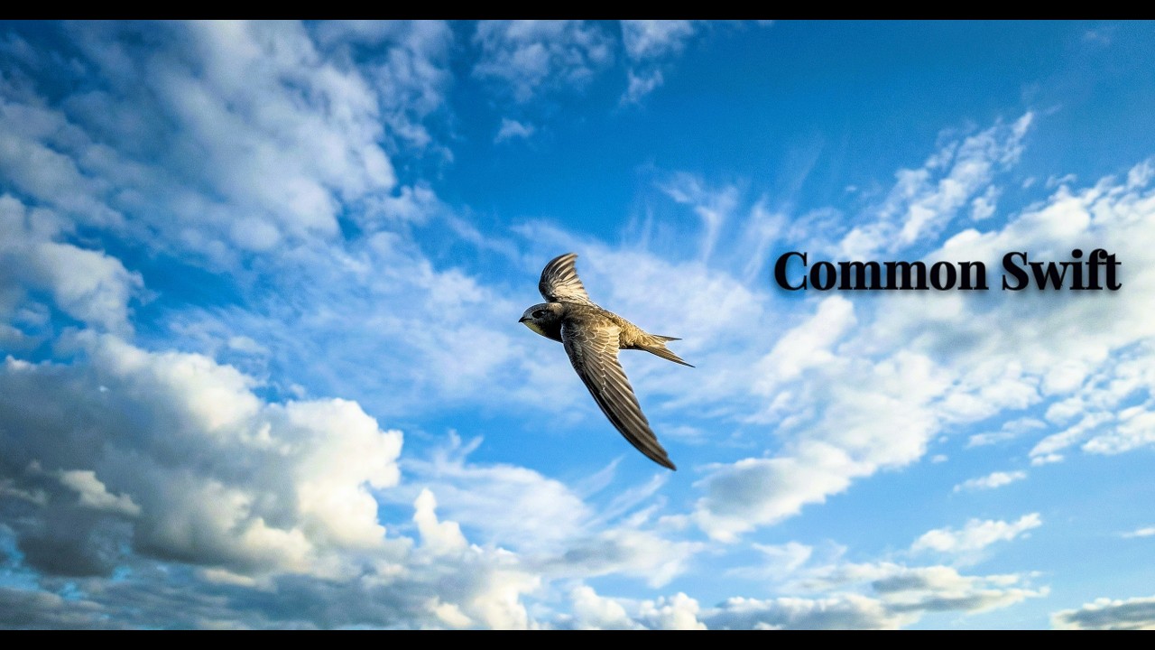 The Incredible Journey of the Common Swift — The Bird That Never Lands