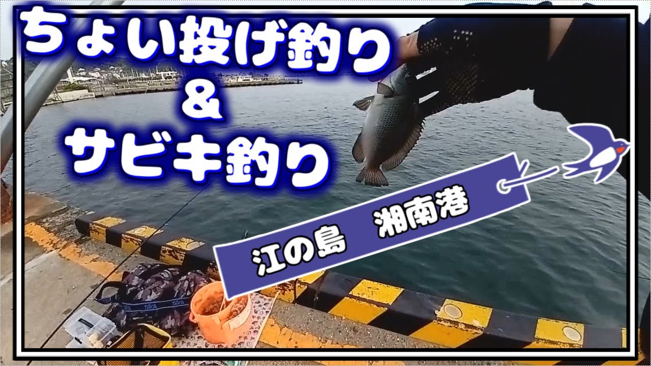 江の島・湘南港でチョイ投げ＆サビキ釣り【2025年4月下旬】