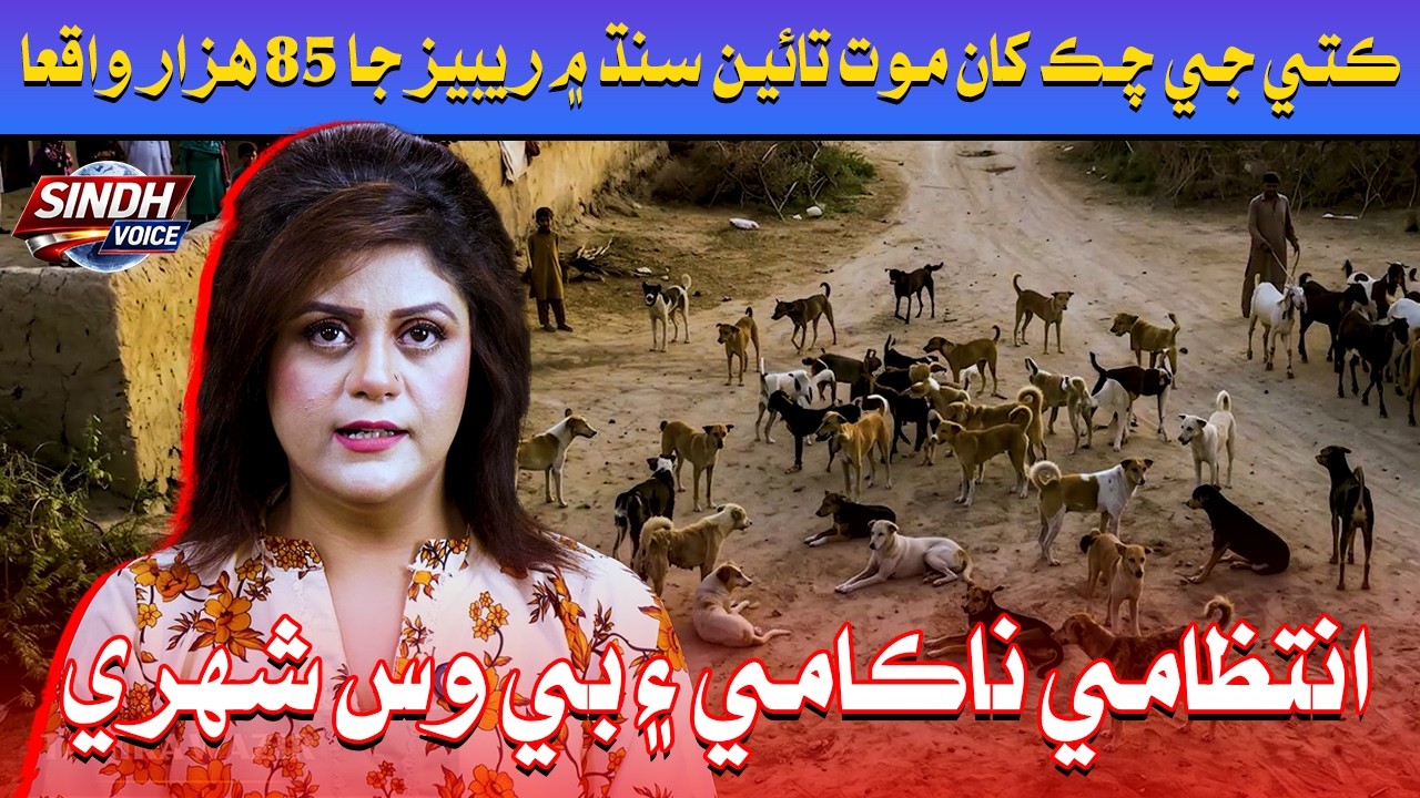 Dog Bite 85,000 Rabies Cases in Sindh Expose Administrative Failure | Sindh Voice Report