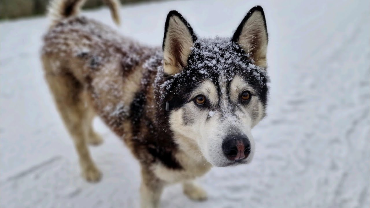 Husky Found Snow! A Magical Day! And We Got Stuck Haha!
