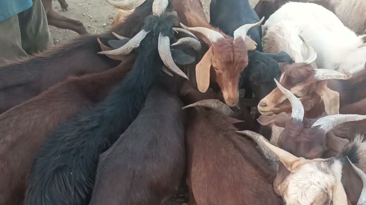 تربيه الماعز