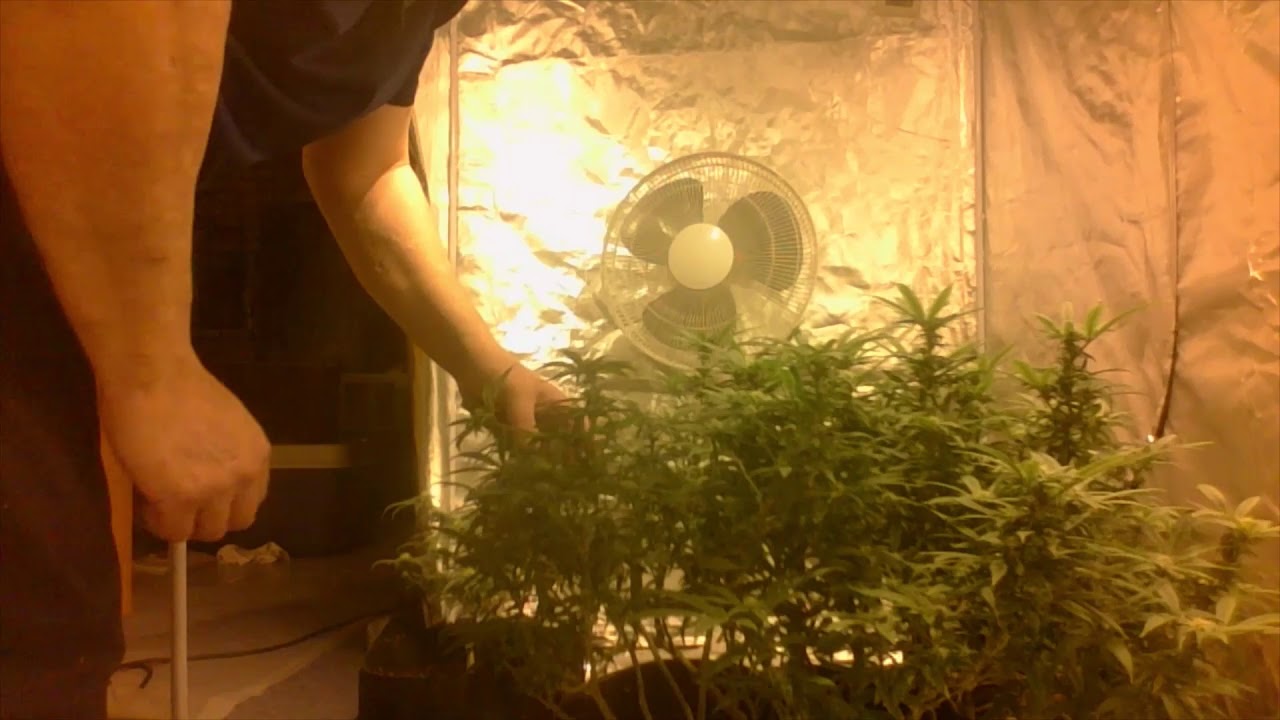 Crop King / Extreme Haze by ; Cannabis Sativa