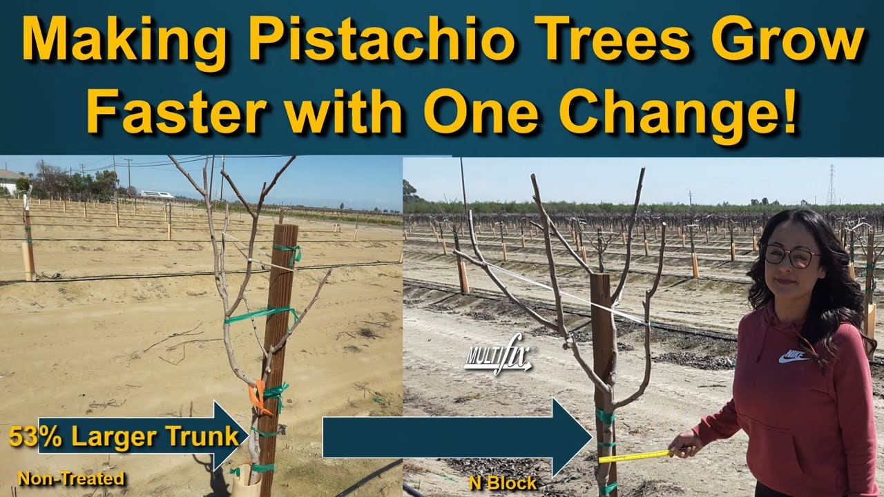 How Can I Get My Pistachio Trees to Grow Larger and Faster?