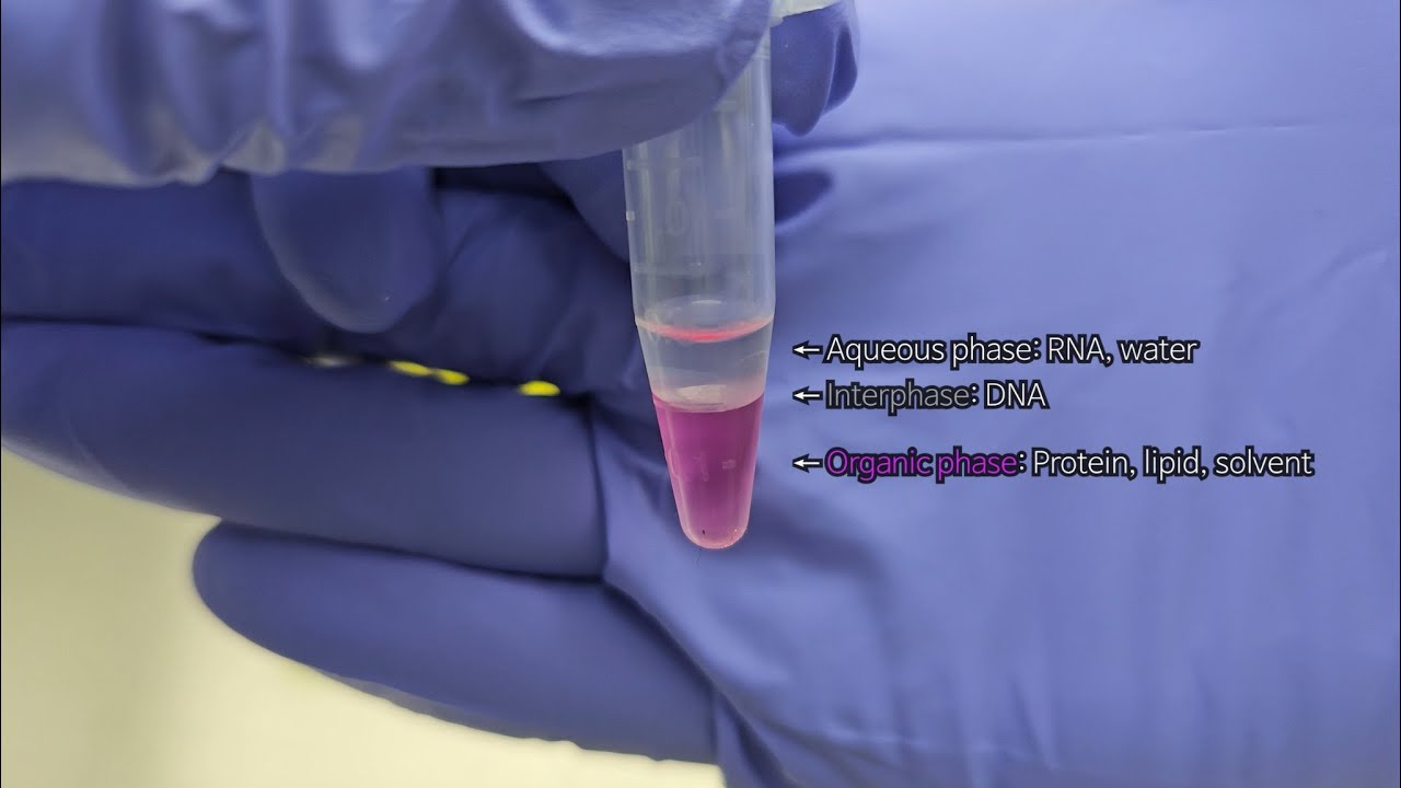 [분자 실험] 초보 대학원생도 쉽게 따라하는 RNA 추출 꿀팁 가이드(RNA extraction)