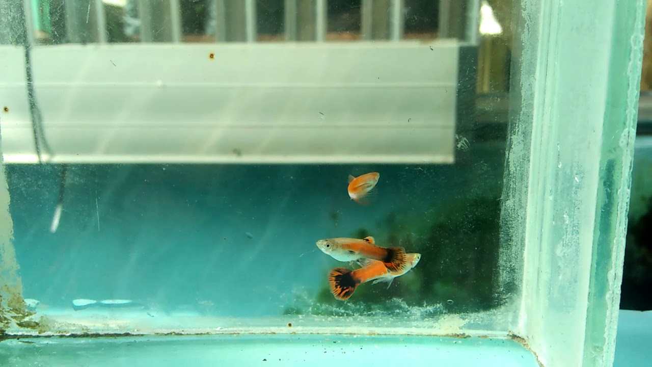 Mix gen guppy fish.