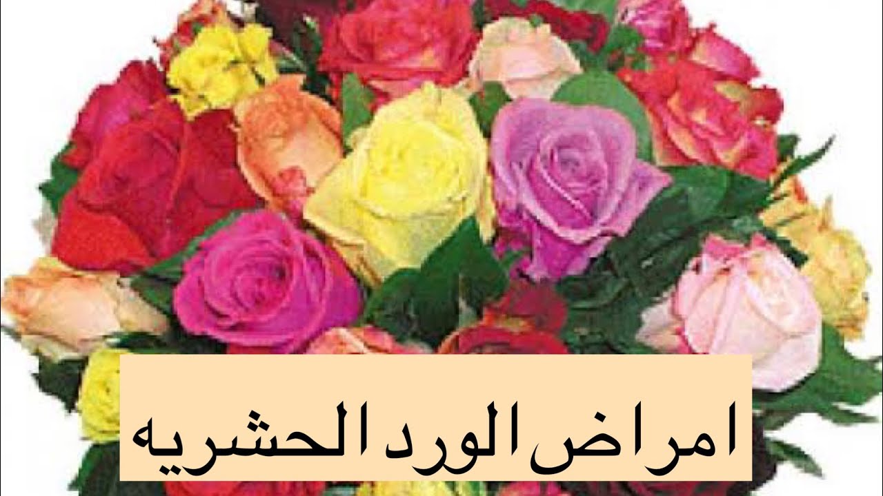 الورد البلدي و اهم الامراض الحشريه التي تصيبه و كيفية تجنب الاصابه بها و الوقايه منها و مكافحتها