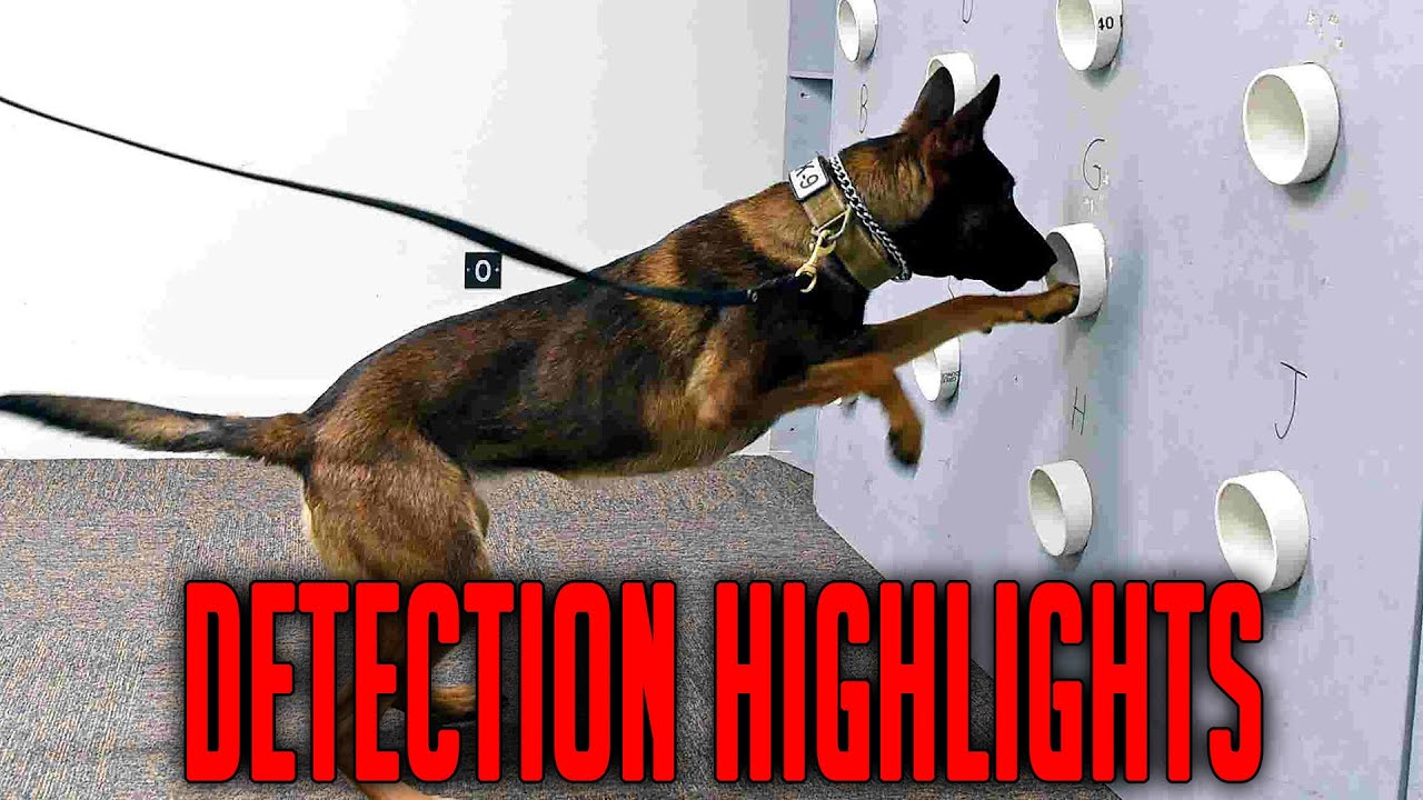 Belgian Malinois: The World's Most Athletic Detection Dog