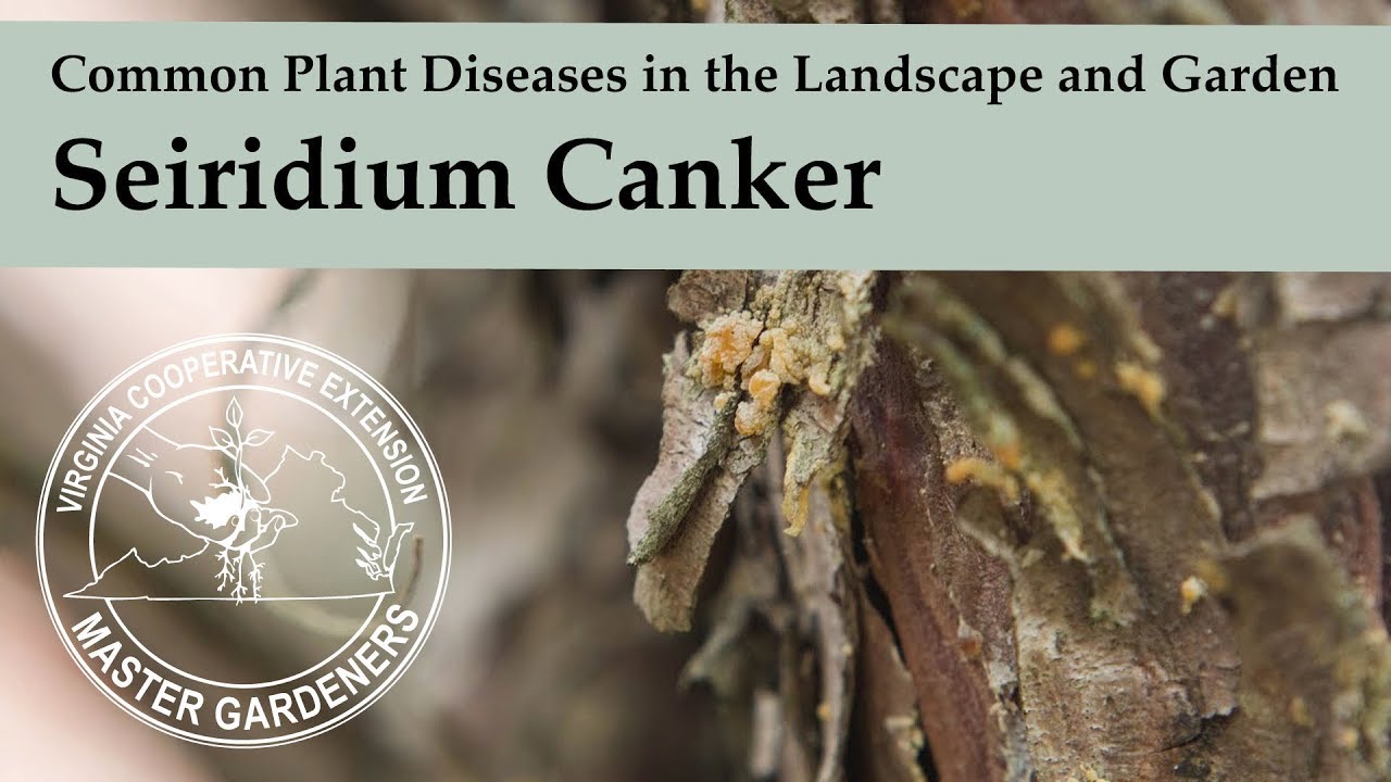 Seiridium Canker - Common Plant Diseases in the Landscape and Garden
