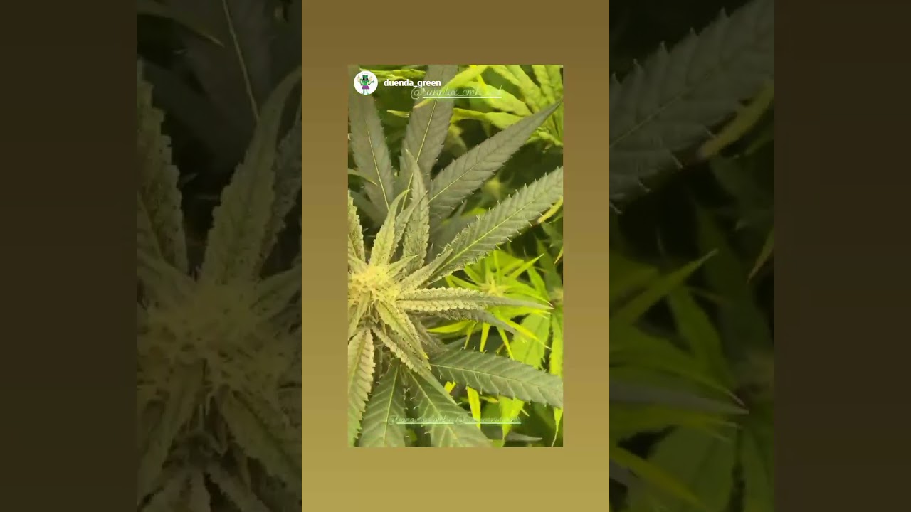 Grown under SunPlix LED grow light