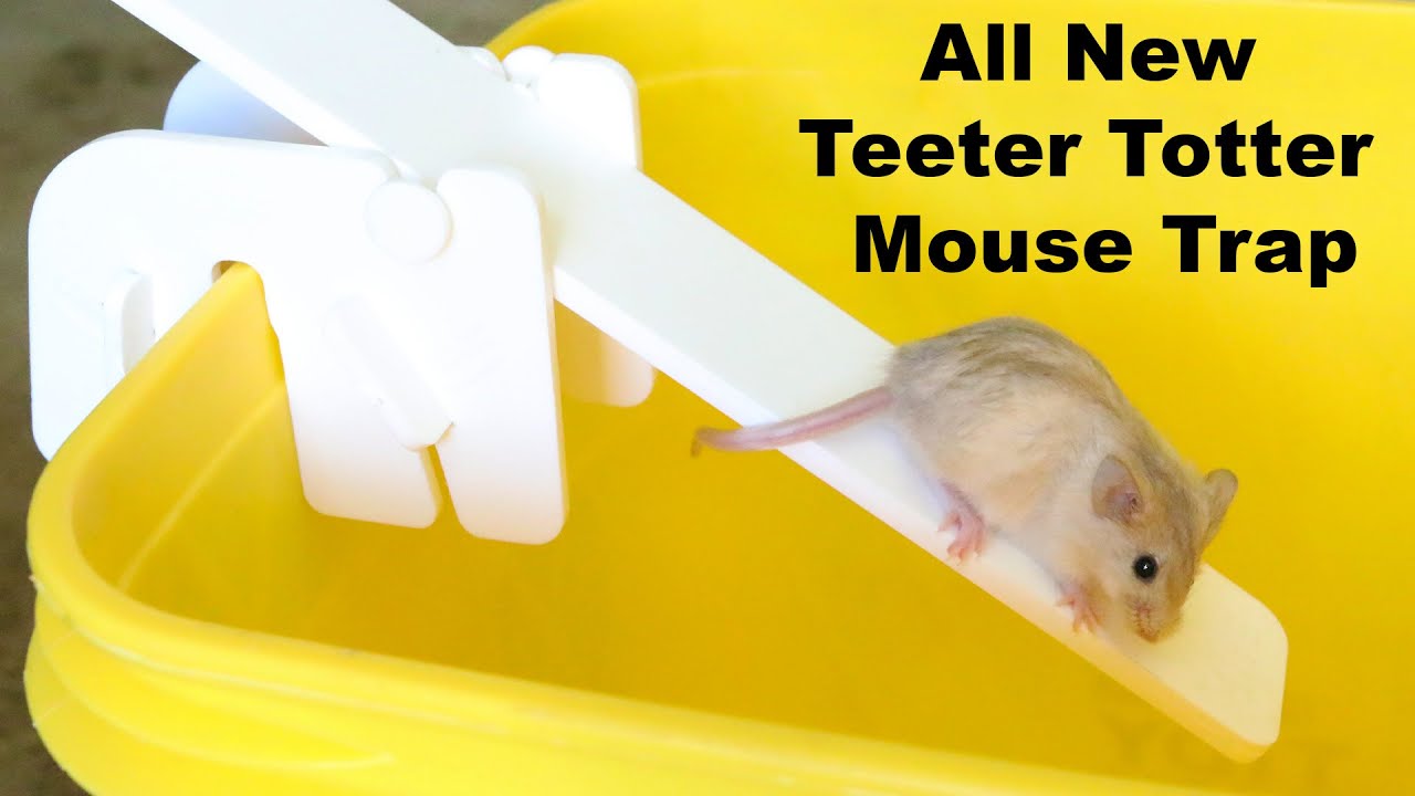 Will A Rat Eat Mice? The Teeter Totter Mouse Trap Results In A Huge Surprise. Mousetrap Monday
