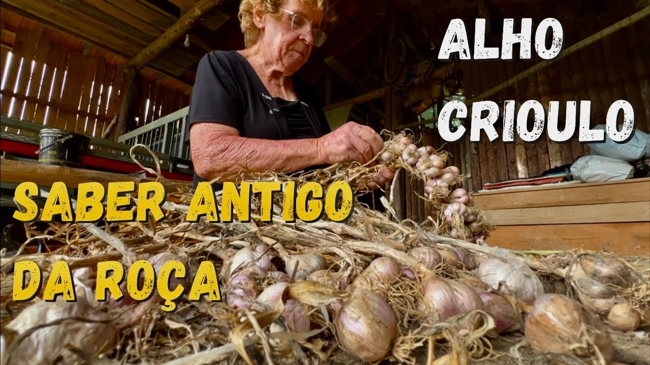 RÉSTIANDO ALHO CRIOULO- TRADIÇÃO QUE SE AMARRA COM AS MÃOS  - COMO ANTIGAMENTE 