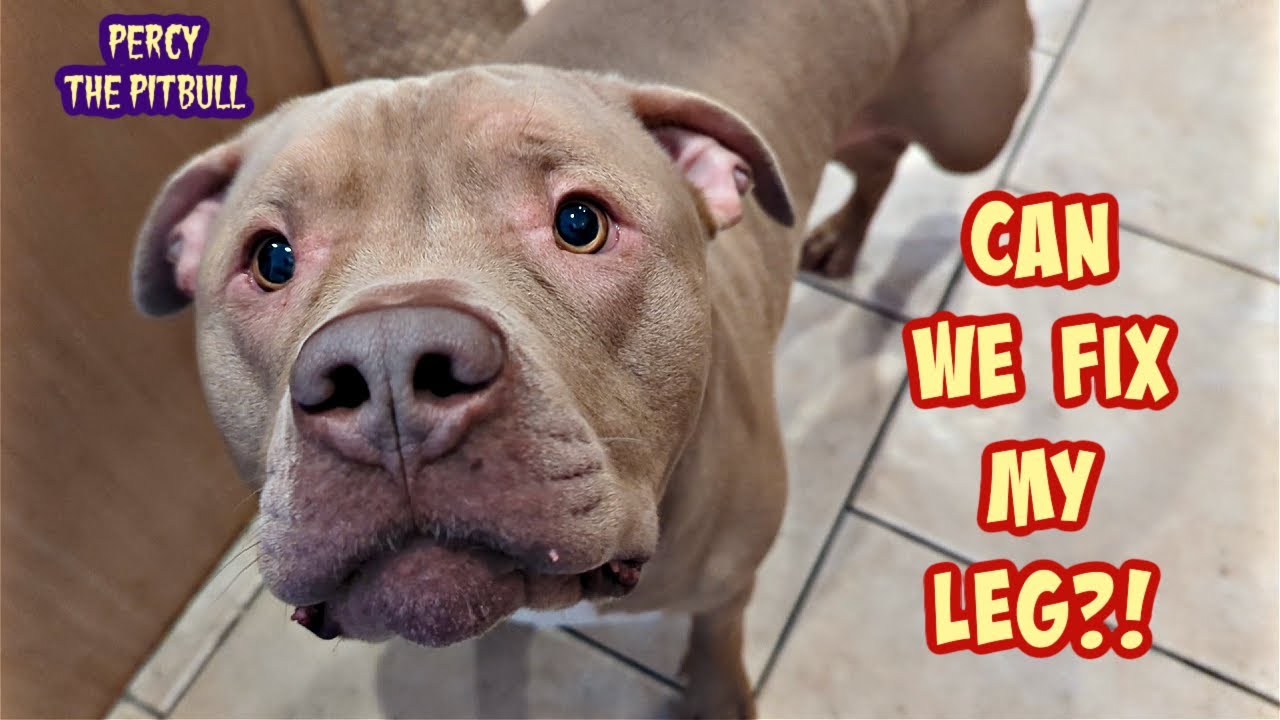 Pitbull Goes To His First Doctors Visit. Fear Of A Torn ACL (CCL) for Dogs Knee!