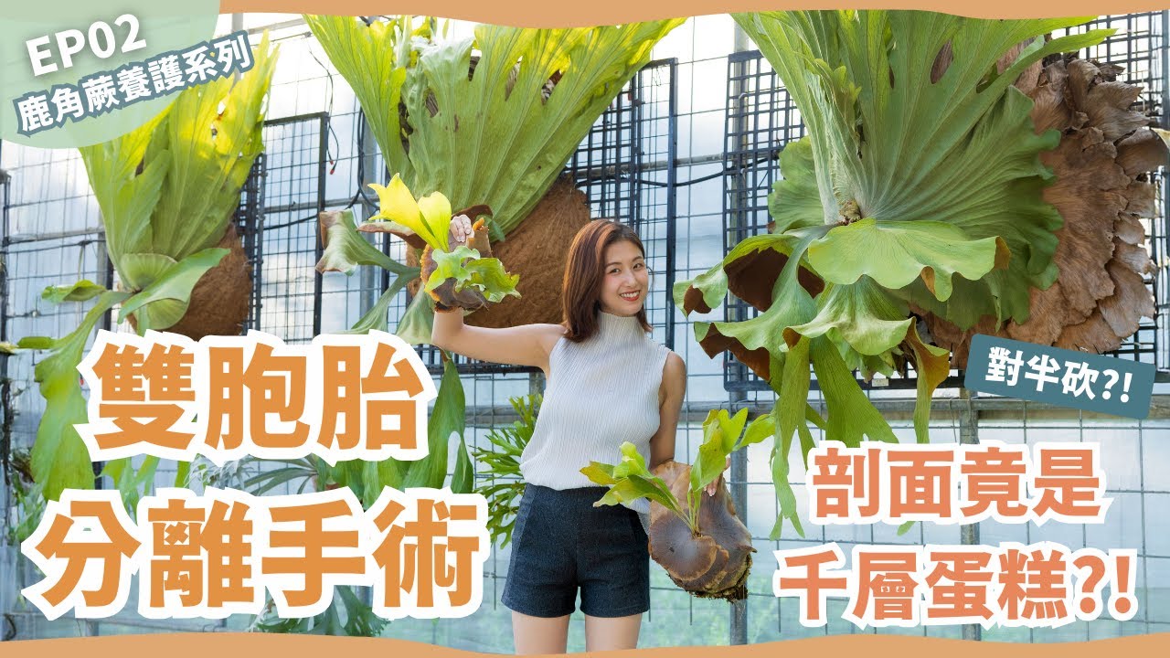 【晴花鹿苑-養護系列】EP02 鹿角蕨連體嬰分割術!! 藏鏡人出鏡了!? #鹿角蕨 #ビカクシダ #staghornfern #platycerium