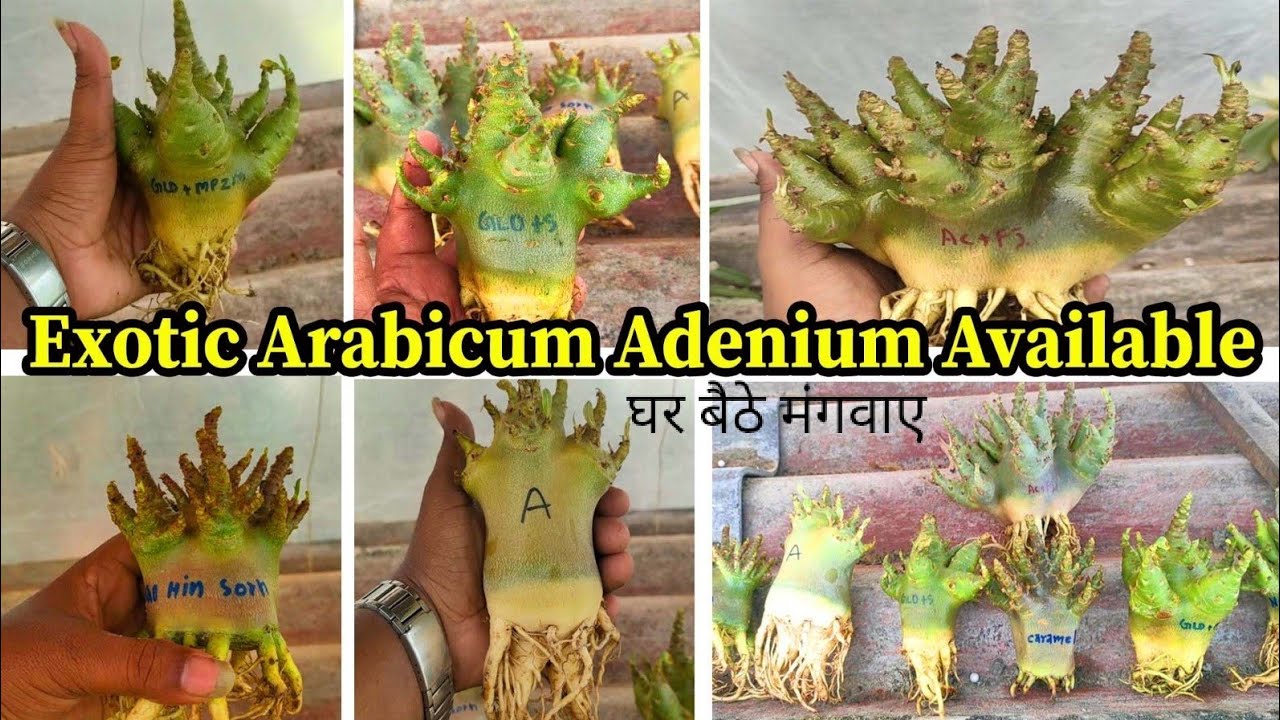 Exotic Arabicum adenium plant online shipping   available Horticulture king nursery kolkata obesum