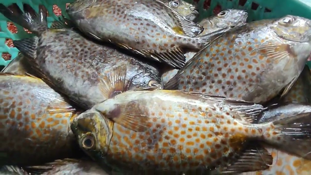 Chợ Cá Quy Nhơn 