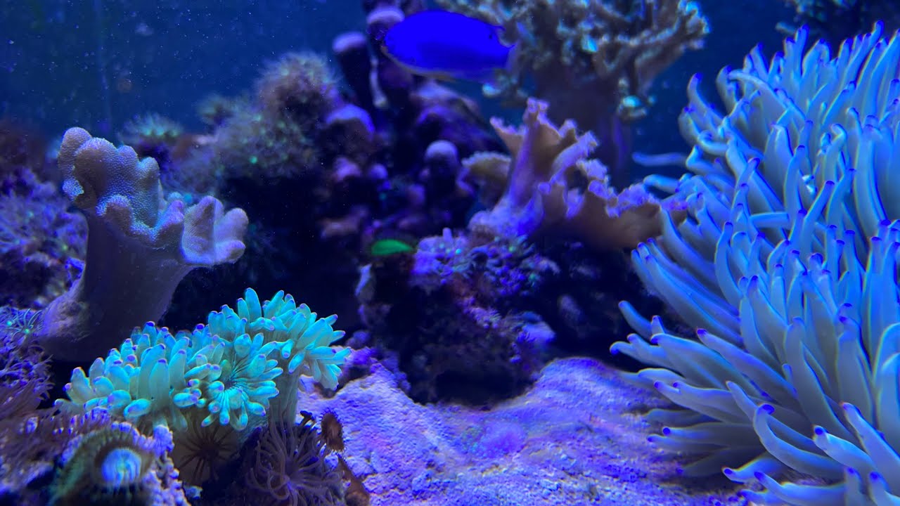 Сухой старт пресника и немного о море на 700 литров.