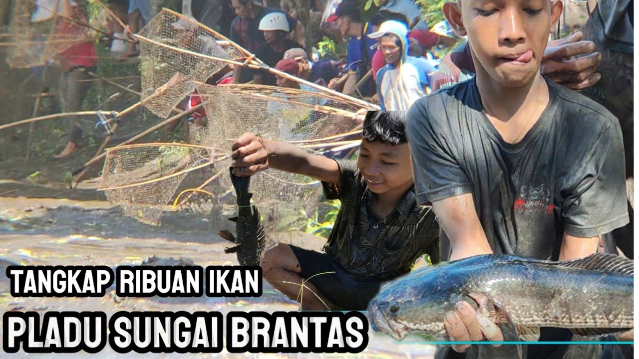 Pladu Sungai Brantas || Ribuan Warga Berburu Ikan Mabuk Saat Flushing Bendungan Di Blitar